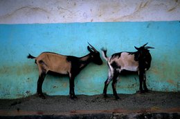 Animals;-Comoros-Archipelago;-France;-Goats;-Indian-Ocean;-Kaleidos;-Kaleidos-images;-La-parole-à-limage;-Laurent-Abad;-Livestock;-Mayotte;-Stories-Pictures;-Turquoise-wall
